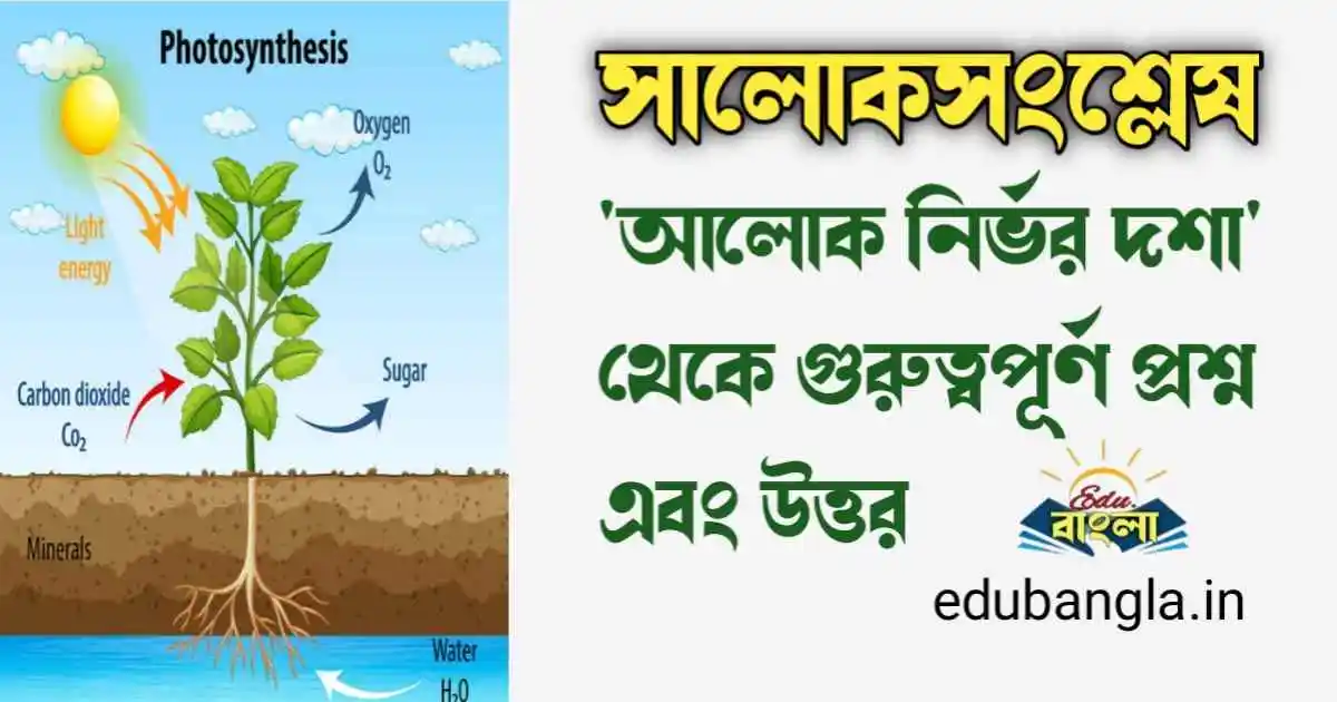 photosynthesis meaning in bengali